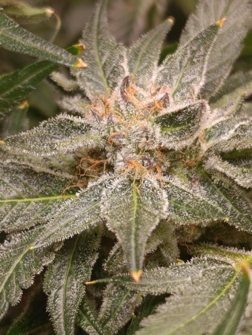 Candy breath Paradise seeds DWC. Week 13