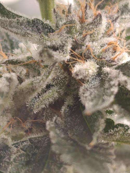 Candy breath Paradise seeds DWC. Week 13