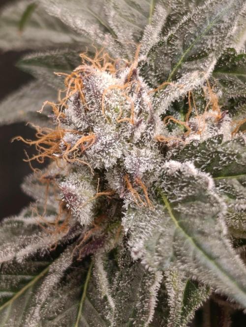 Candy breath Paradise seeds DWC. Week 13