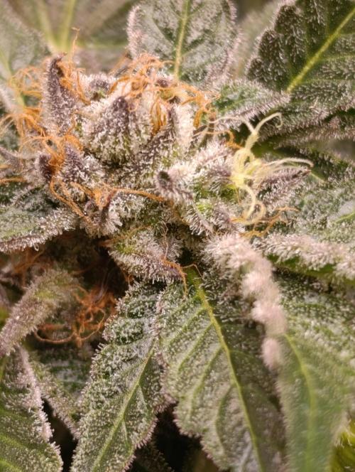 Candy breath Paradise seeds DWC. Week 13