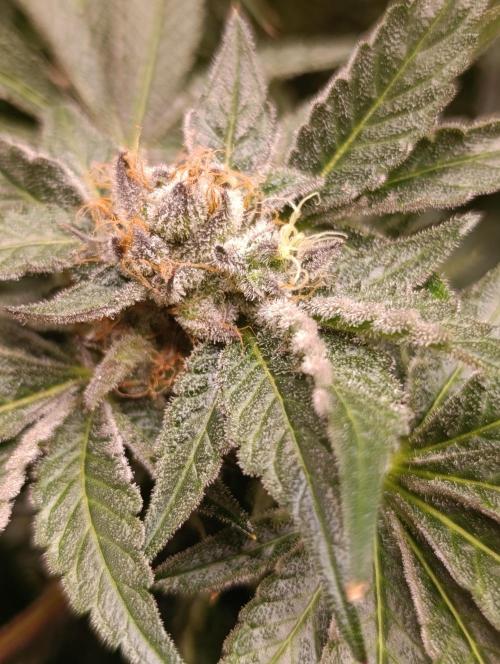 Candy breath Paradise seeds DWC. Week 13