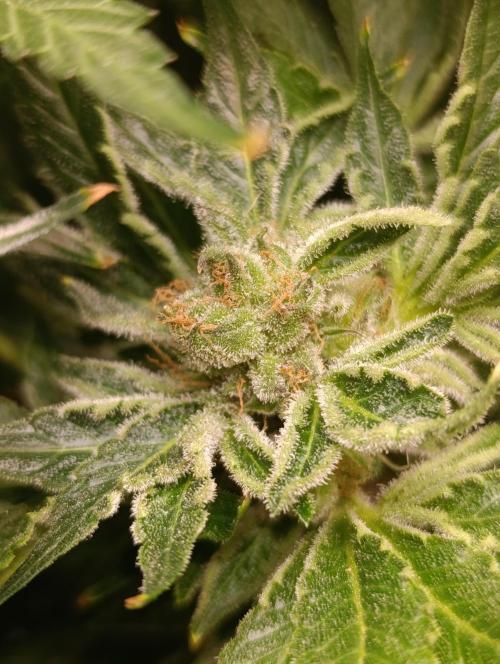 Candy breath Paradise seeds DWC. Week 13