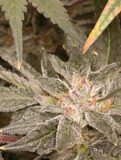 Candy breath Paradise seeds DWC. Week 13