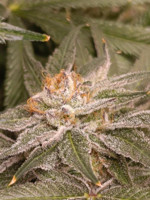 Candy breath Paradise seeds DWC. Week 13