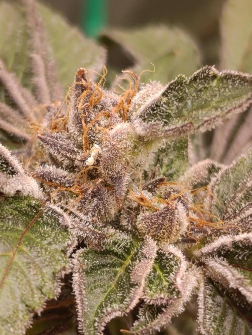 Candy breath Paradise seeds DWC. Week 13