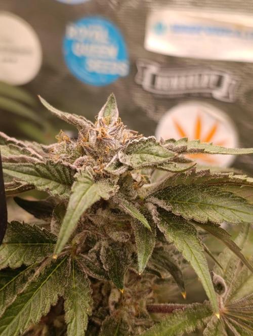 Candy breath Paradise seeds DWC. Week 13