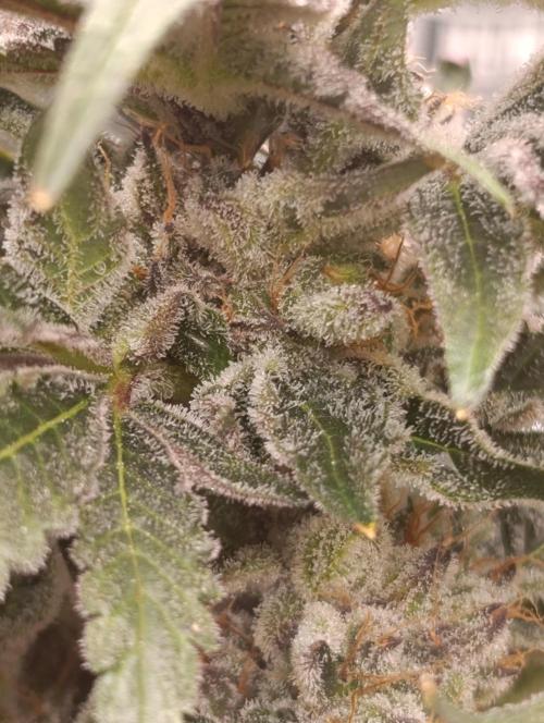Candy breath Paradise seeds DWC. Week 13