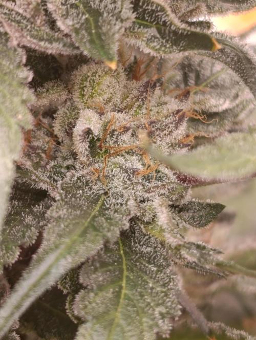 Candy breath Paradise seeds DWC. Week 13