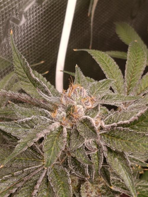 Candy breath Paradise seeds DWC. Week 13