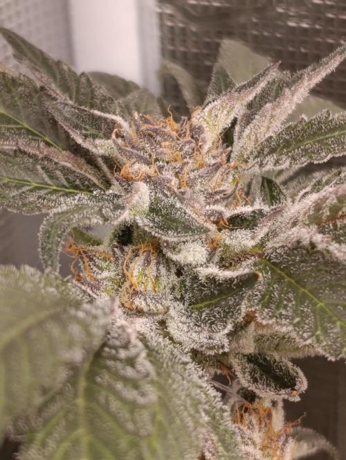 Candy breath Paradise seeds DWC. Week 13