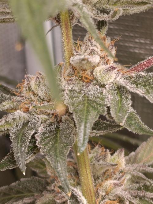 Candy breath Paradise seeds DWC. Week 13