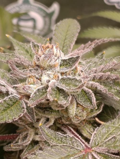 Candy breath Paradise seeds DWC. Week 13