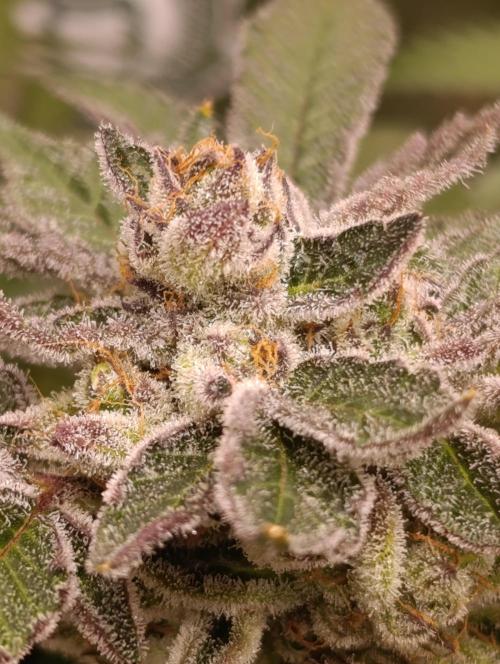 Candy breath Paradise seeds DWC. Week 13