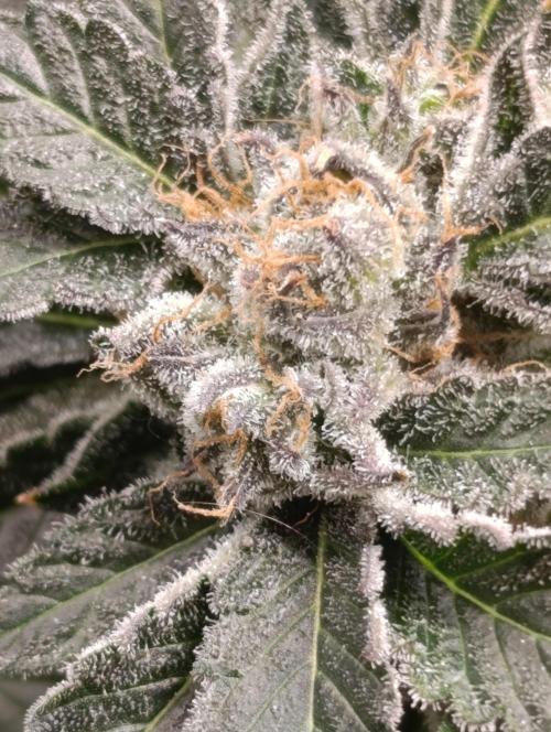 Candy breath Paradise seeds DWC. Week 13