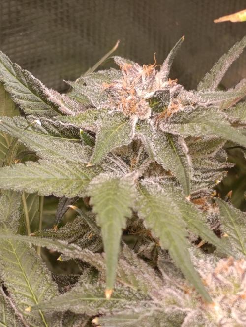 Candy breath Paradise seeds DWC. Week 13