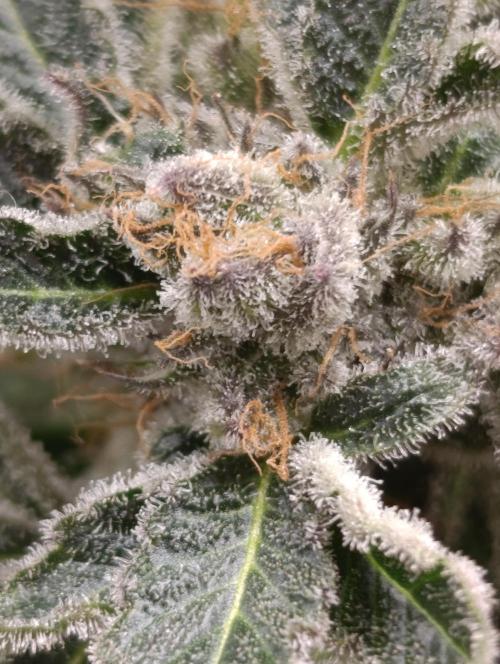 Candy breath Paradise seeds DWC. Week 13