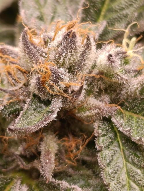 Candy breath Paradise seeds DWC. Week 13