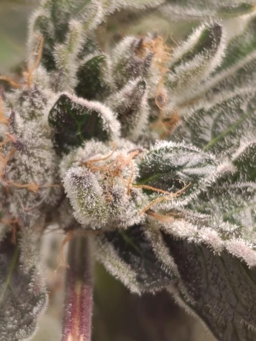 Candy breath Paradise seeds DWC. Week 13