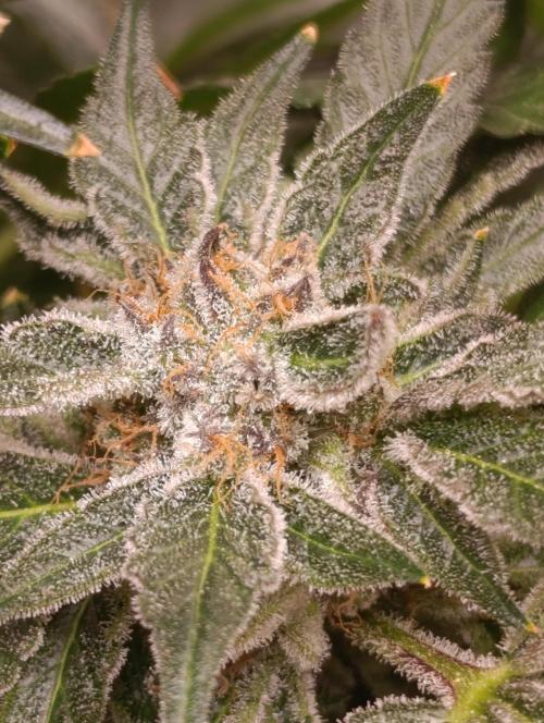 Candy breath Paradise seeds DWC. Week 13