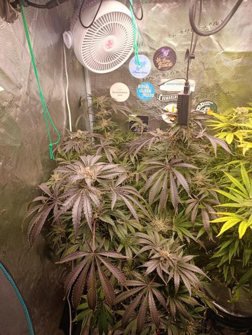 Candy breath Paradise seeds DWC. Week 13