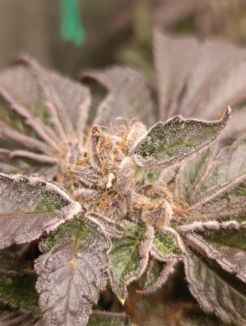 Candy breath Paradise seeds DWC. Week 13