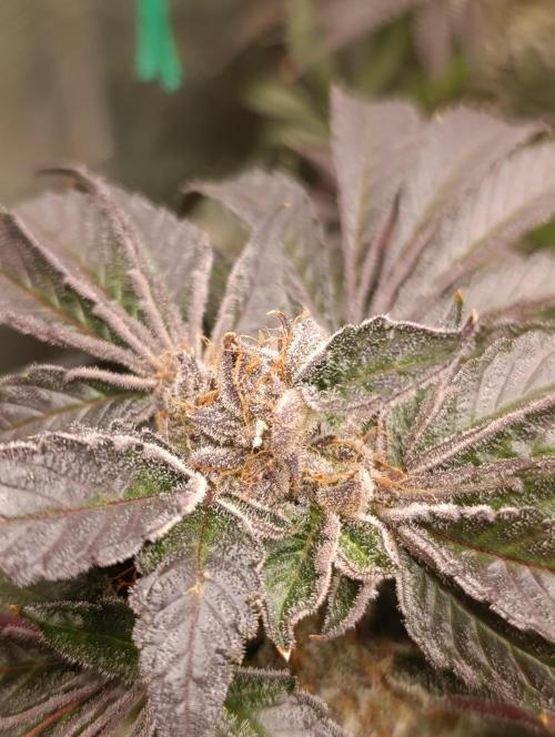 Candy breath Paradise seeds DWC. Week 13