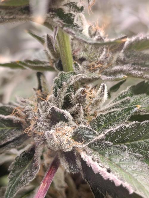 Candy breath Paradise seeds DWC. Week 13
