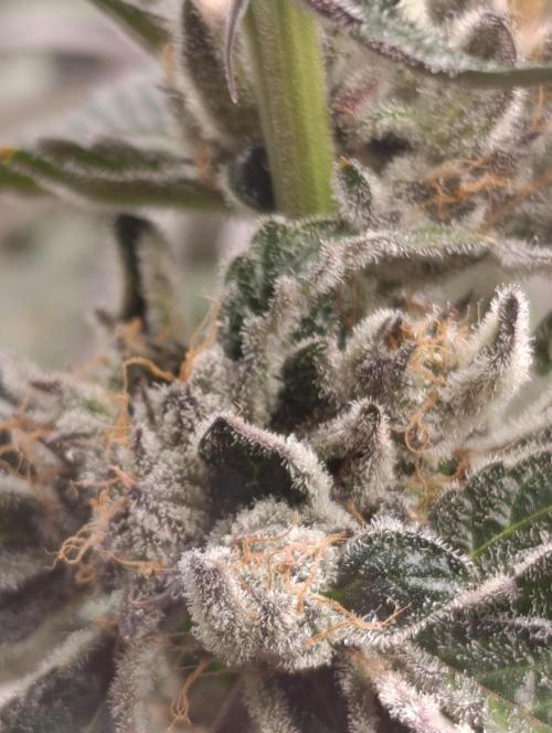 Candy breath Paradise seeds DWC. Week 13