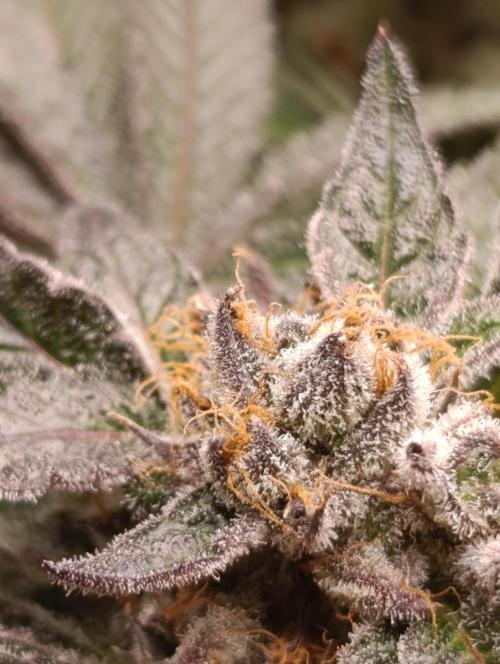 Candy breath Paradise seeds DWC. Week 13