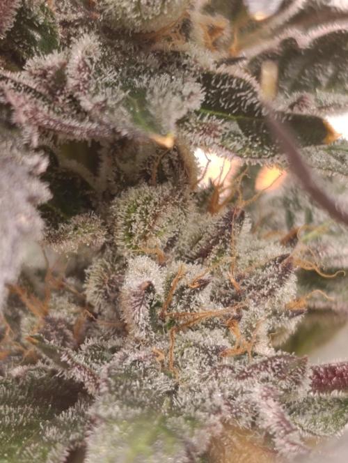 Candy breath Paradise seeds DWC. Week 13