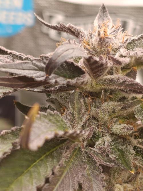 Candy breath Paradise seeds DWC. Week 13