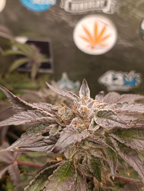 Candy breath Paradise seeds DWC. Week 13