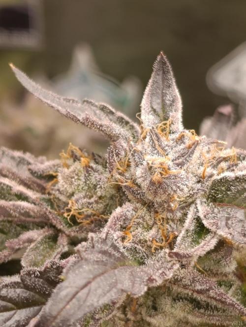 Candy breath Paradise seeds DWC. Week 13