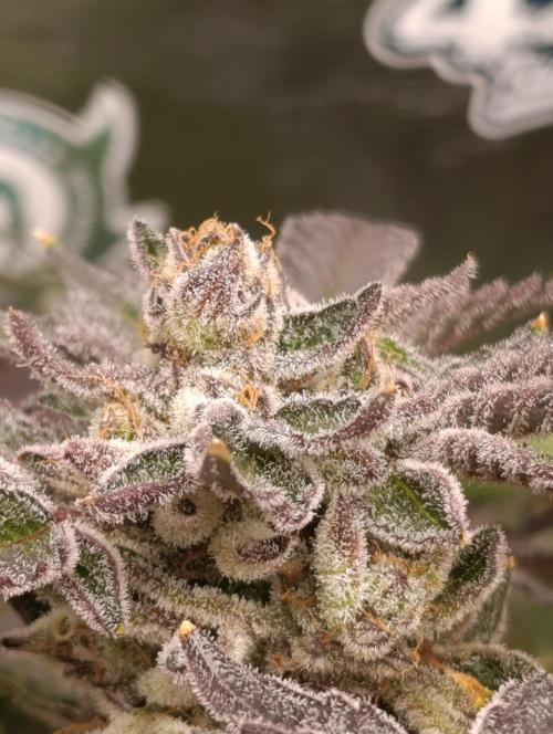 Candy breath Paradise seeds DWC. Week 13