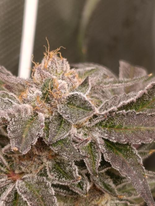 Candy breath Paradise seeds DWC. Week 13