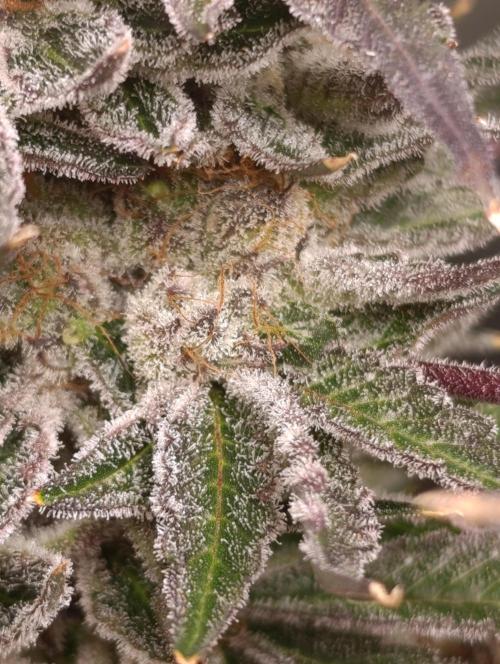 Candy breath Paradise seeds DWC. Week 13