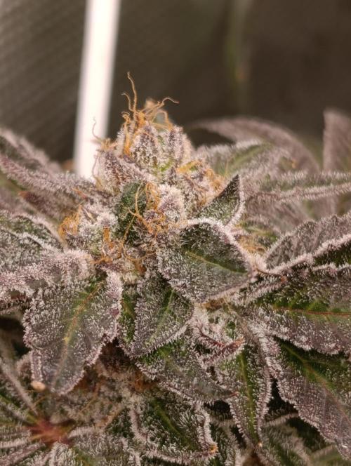 Candy breath Paradise seeds DWC. Week 13