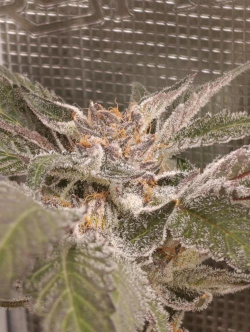 Candy breath Paradise seeds DWC. Week 13