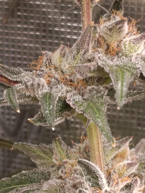 Candy breath Paradise seeds DWC. Week 13