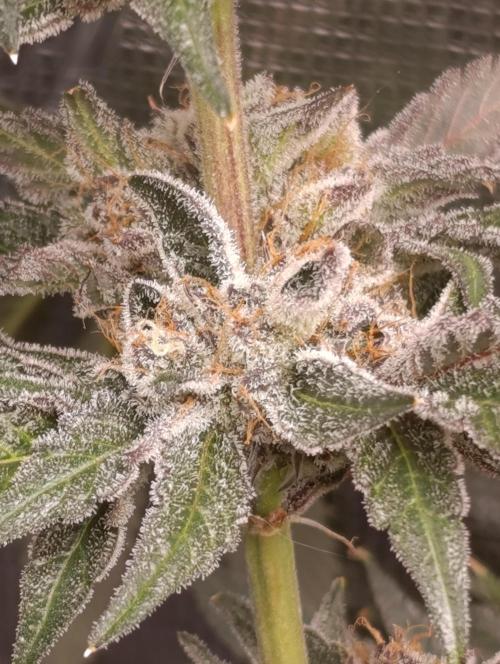 Candy breath Paradise seeds DWC. Week 13