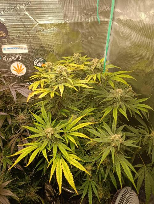 Smashberry Fumez Anesia DWC. Week 12