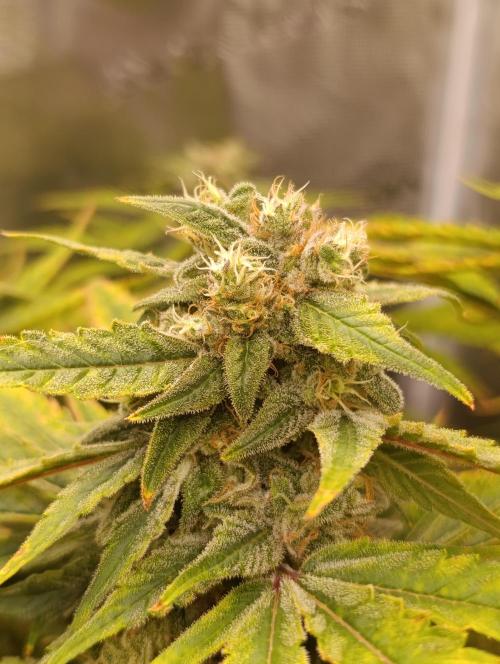 Smashberry Fumez Anesia DWC. Week 12