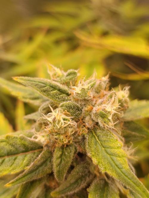 Smashberry Fumez Anesia DWC. Week 12