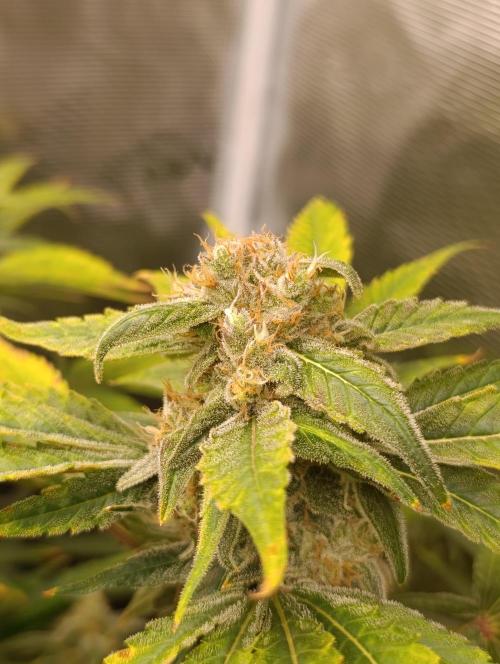 Smashberry Fumez Anesia DWC. Week 12