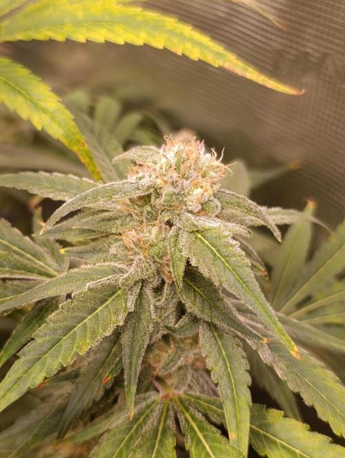 Smashberry Fumez Anesia DWC. Week 12