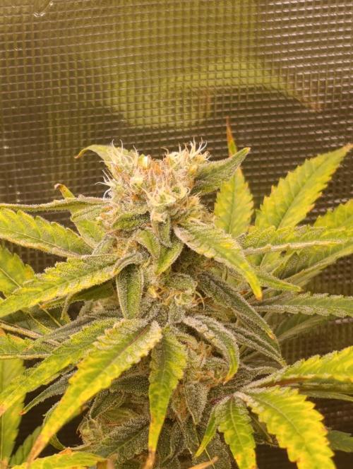Smashberry Fumez Anesia DWC. Week 12