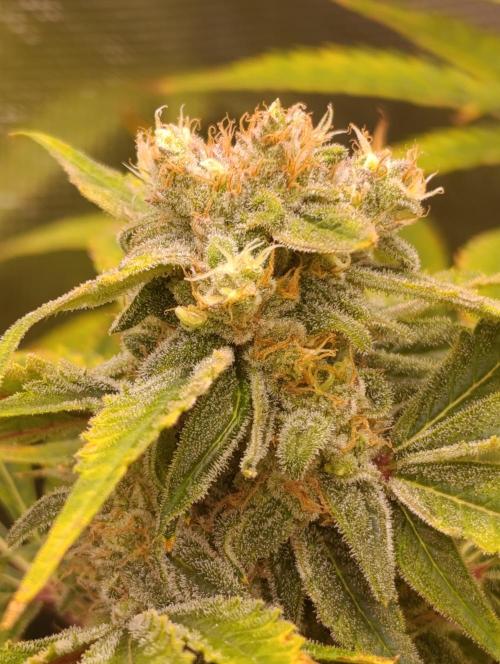 Smashberry Fumez Anesia DWC. Week 12