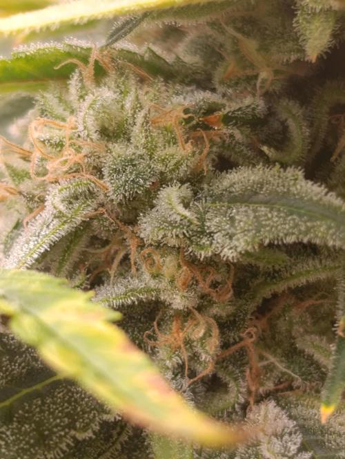 Smashberry Fumez Anesia DWC. Week 12