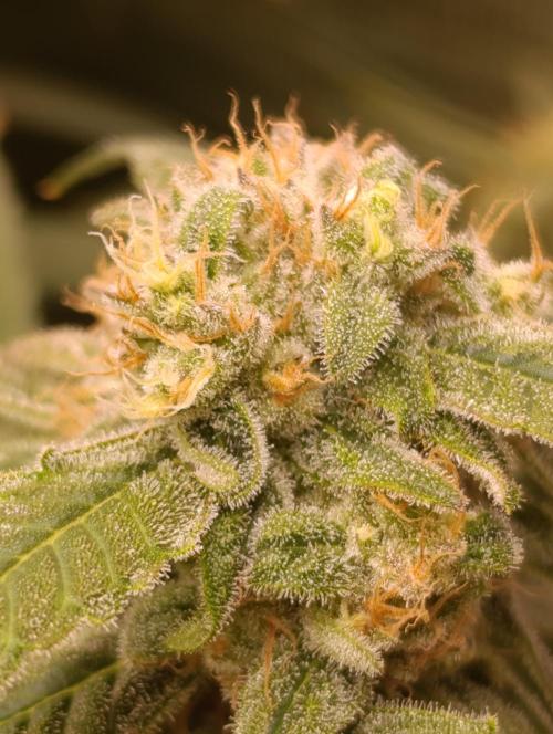 Smashberry Fumez Anesia DWC. Week 12