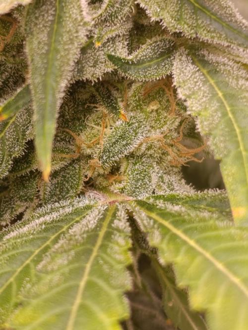 Smashberry Fumez Anesia DWC. Week 12